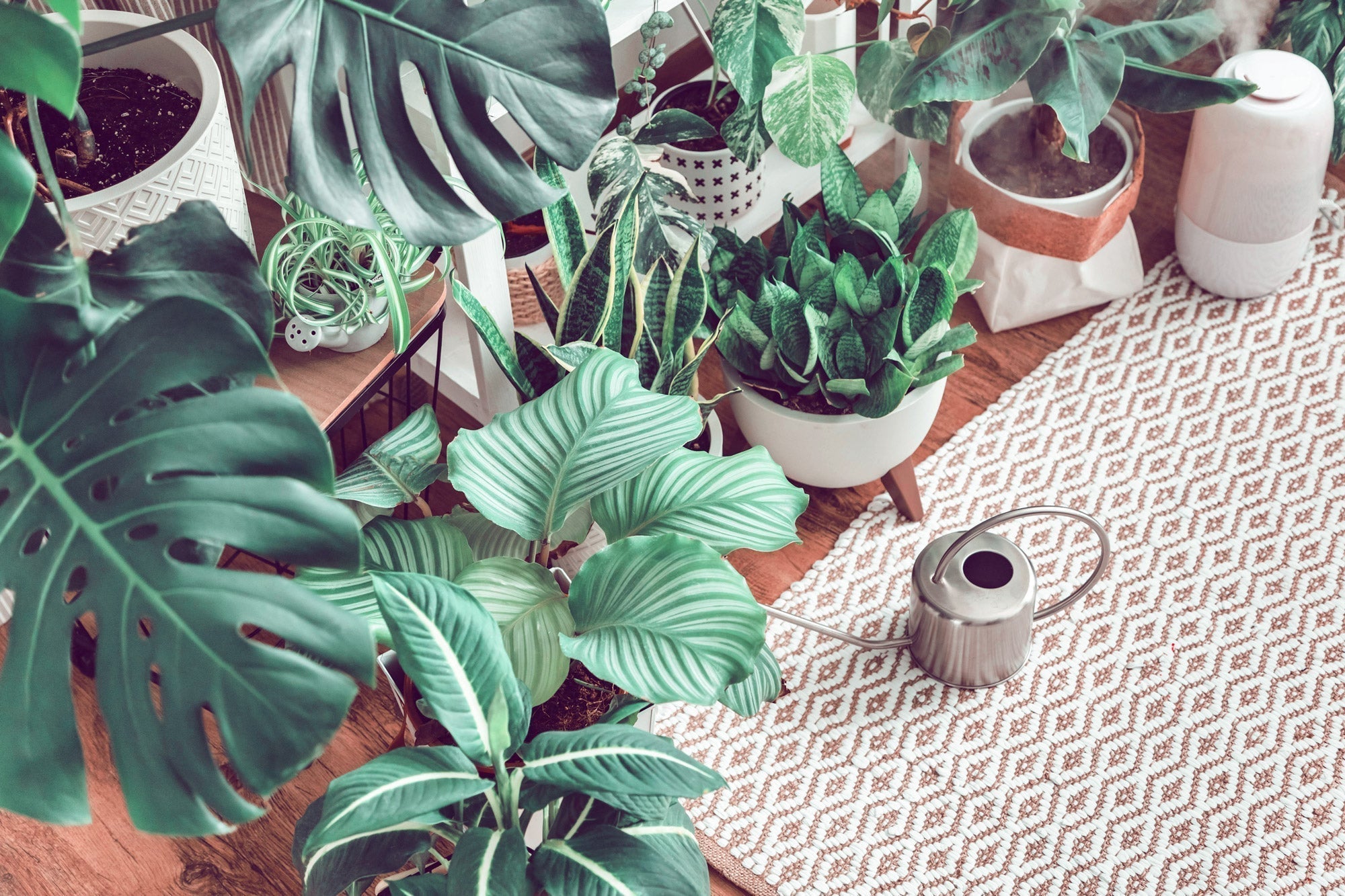 best fertilizer for houseplants