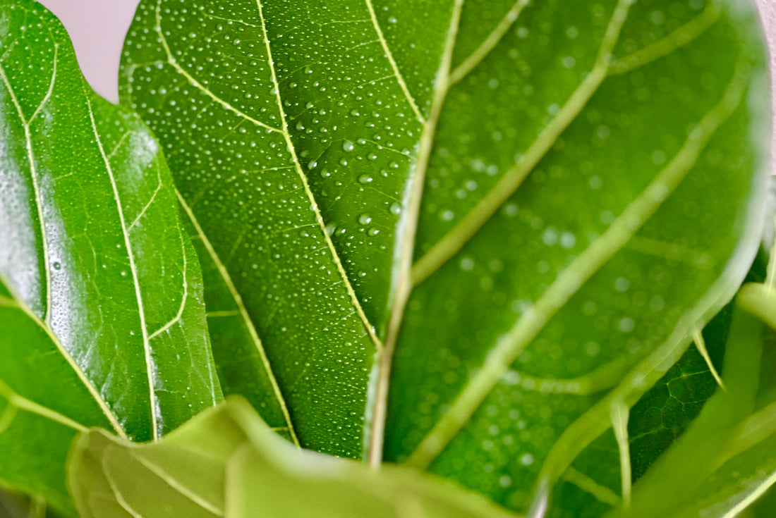 What's Better Than Neem Oil for Plants?