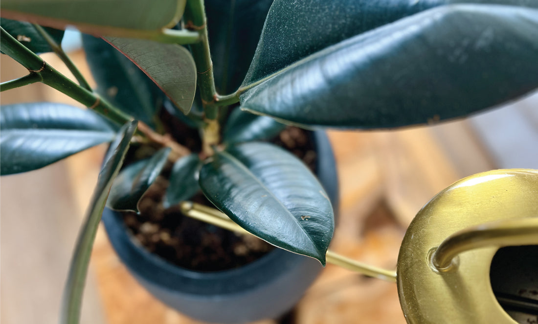 Water Like You Mean It: Eye-Opening Tips for Watering Your Plants