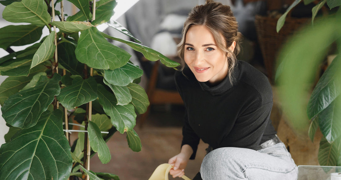 fiddle leaf fig care guide