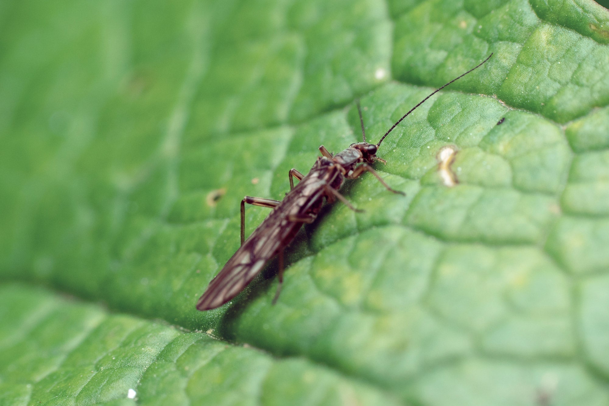 How to Treat Thrips on Houseplants with Big Leaf Energy® Neem-Based Plant Wash