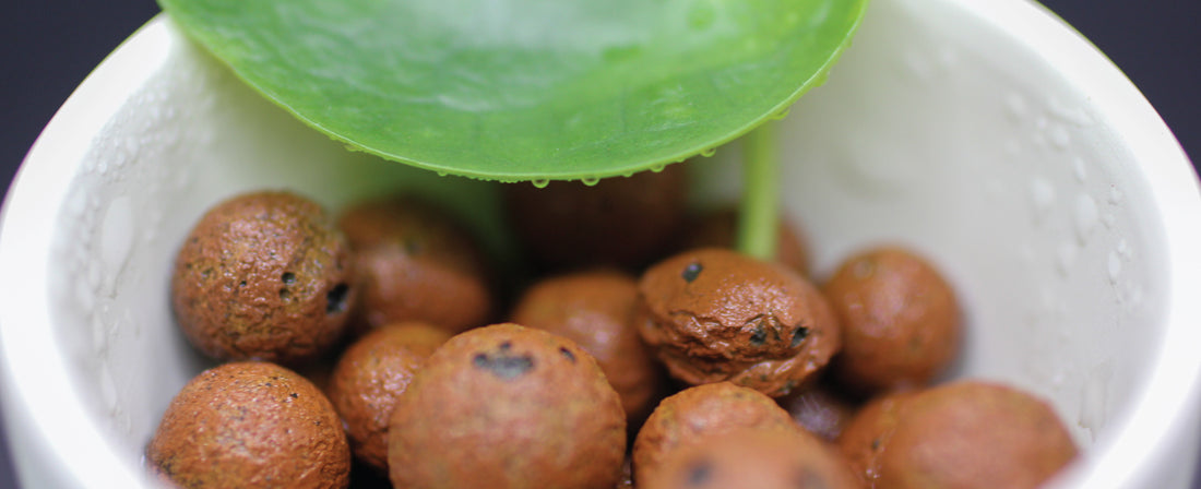LECA and Soilless Media for Houseplant Success