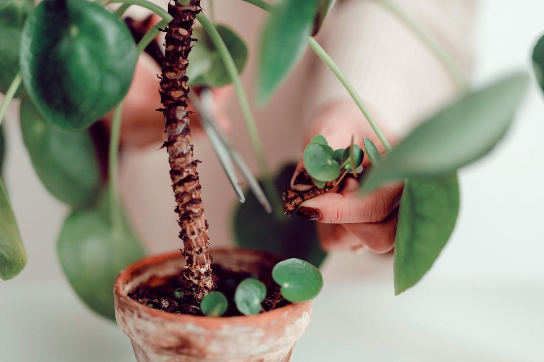 money tree and money plant
