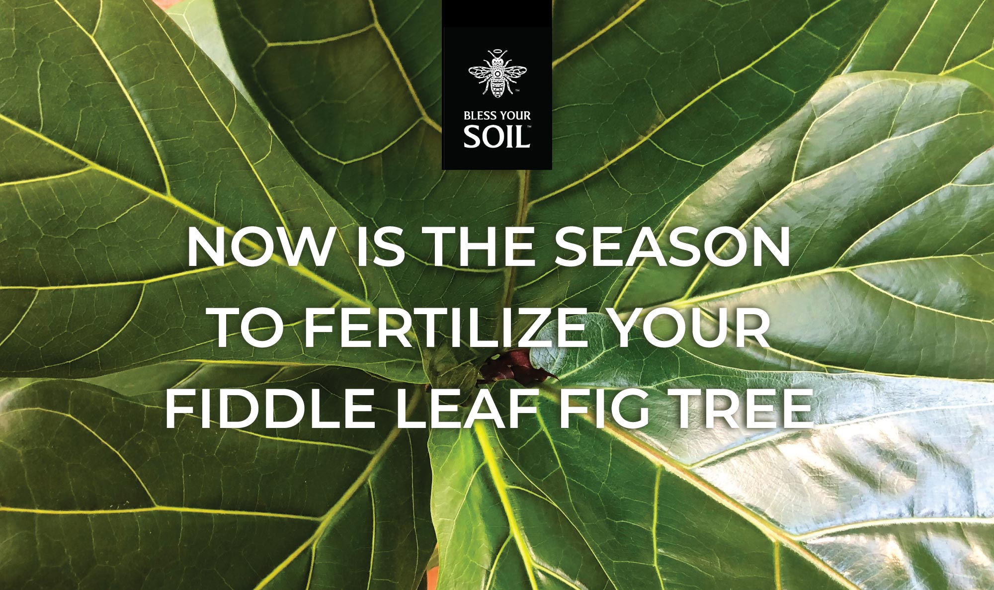 Now is the season to fertilize fiddle leaf tree – blessyoursoil.com