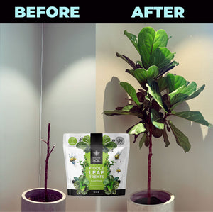 best fiddle leaf fig plant food