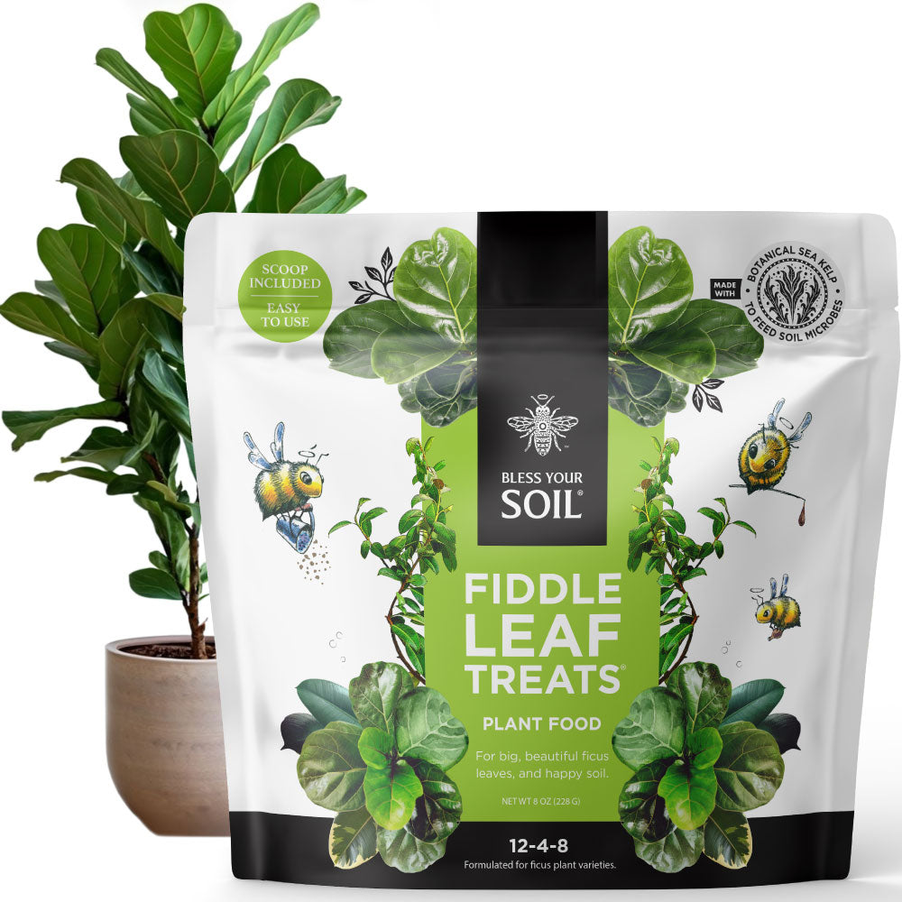 fiddle leaf fig compost Fiddle Leaf Fig Plant Food : Fiddle Leaf Treats Fertilizer