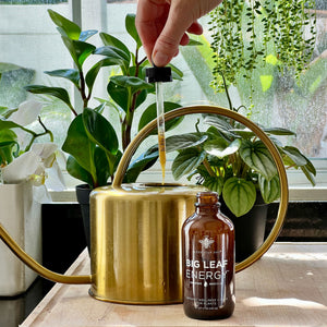 organic mealybug gnat control houseplants