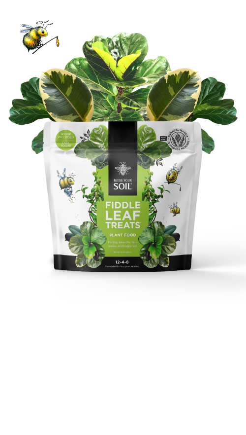 plant food for fiddle leaf fig