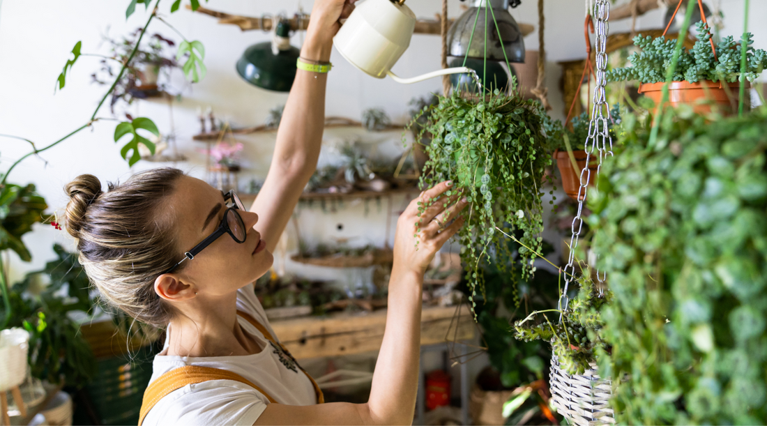 How often should you water plants?