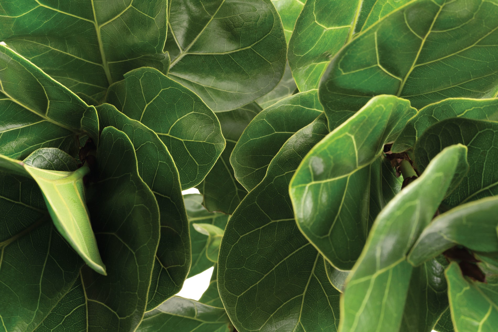 The Fiddle Leaf Fig Care Checklist No One Will Give You : A Beginners Guide