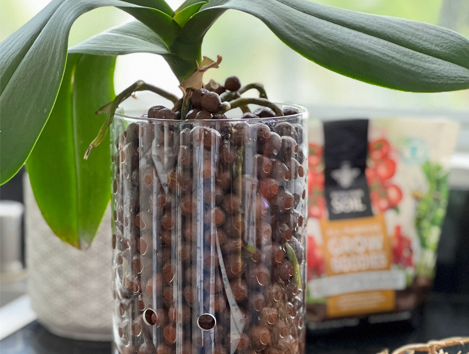 Fertilizing Plants in LECA & Soilless Media How Much and When? Bless