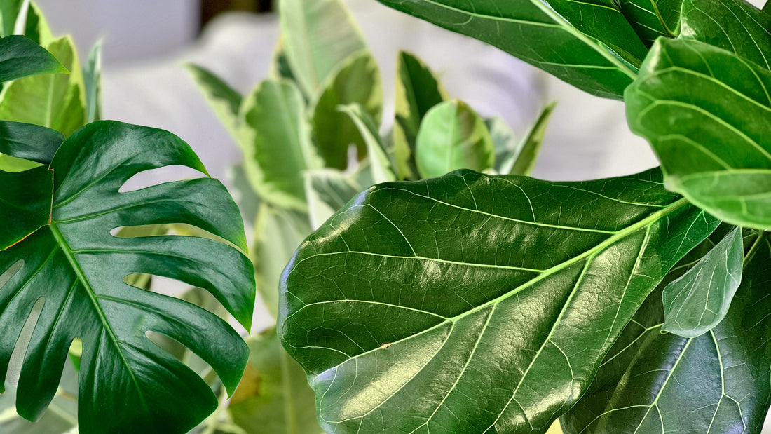 Big Leaf Plants for Indoors