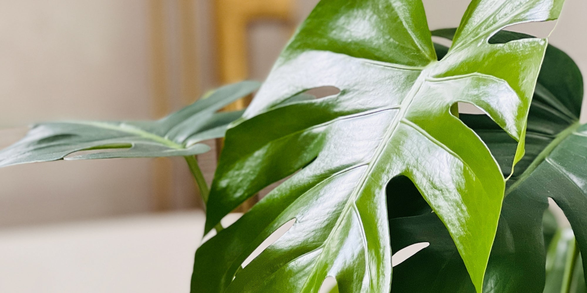 Grow a Bigger, Prettier Monstera, Fast!