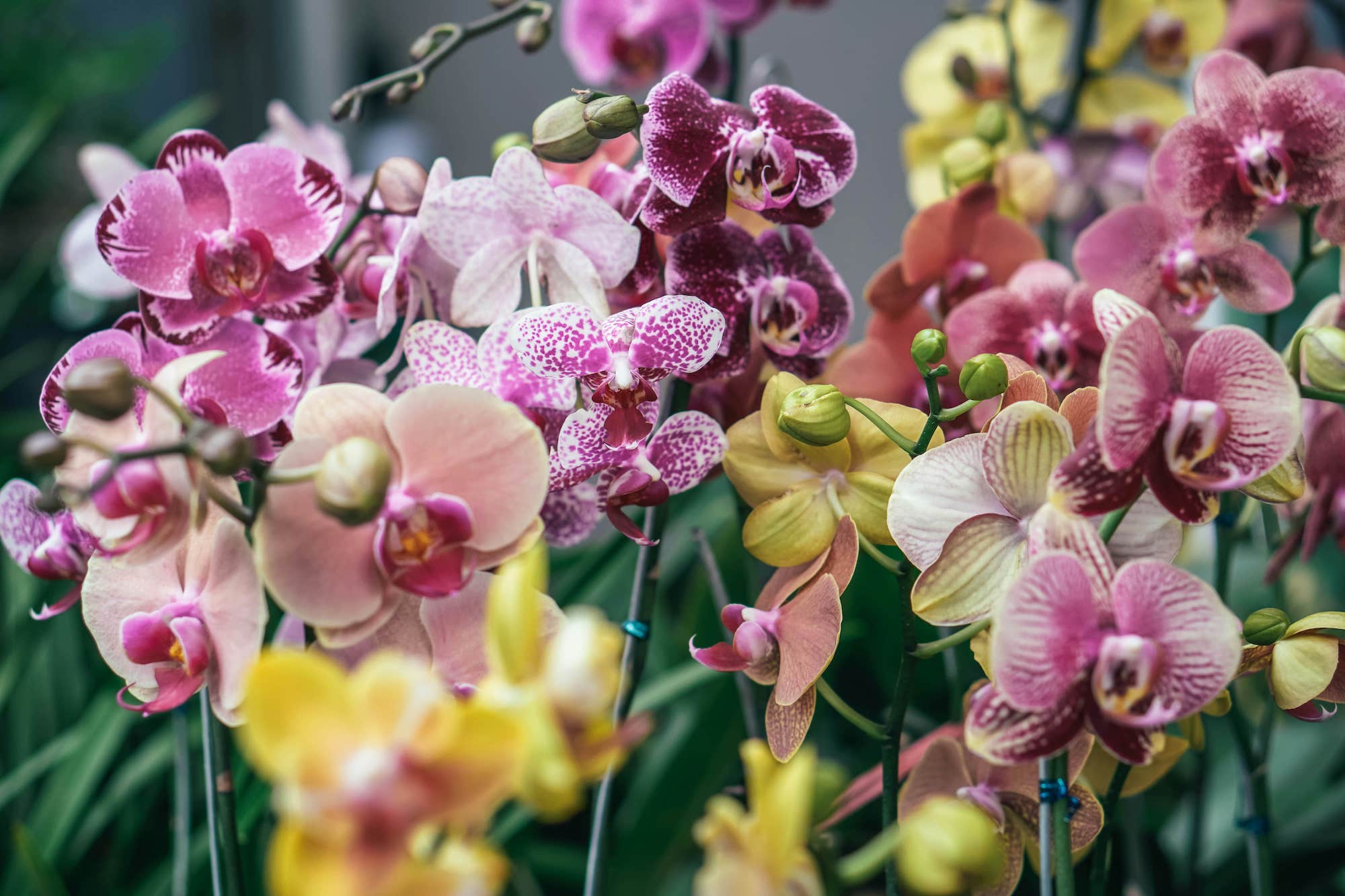 how to get orchids to rebloom