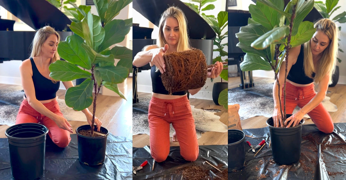 Reviving your fiddle leaf fig: A step-by-step repotting guide