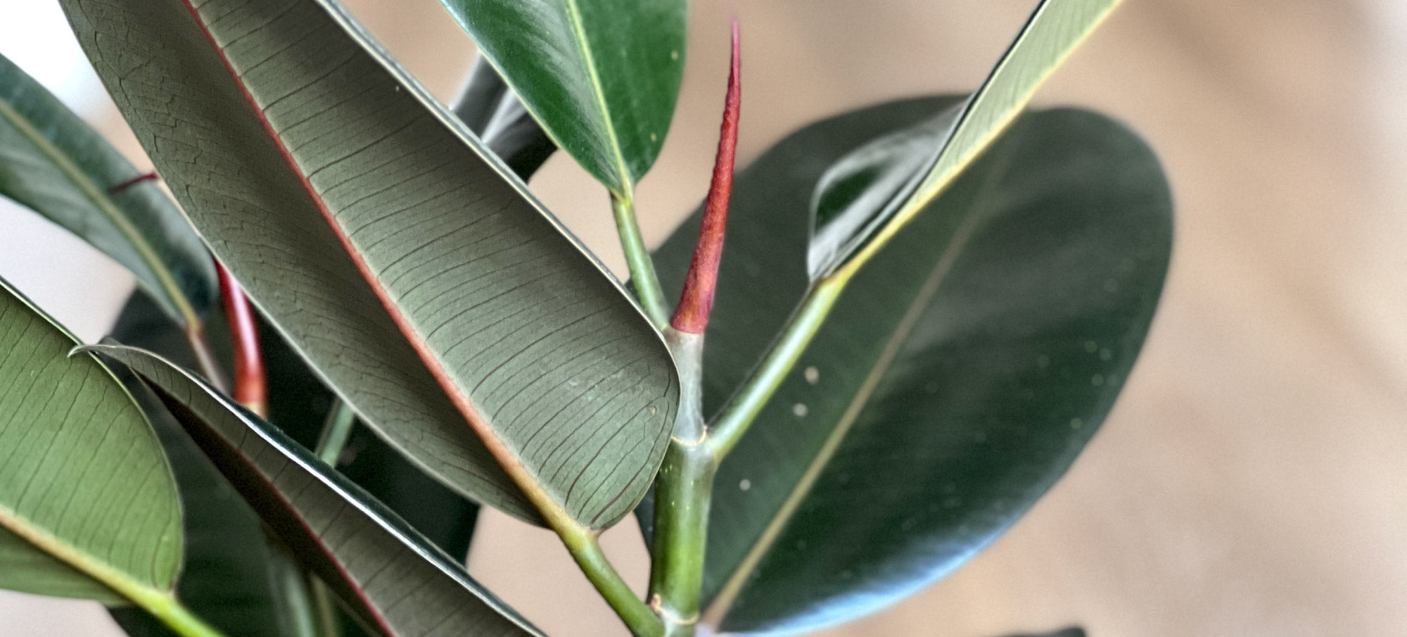 Ficus Burgundy: The Low-Maintenance Plant That Adds High Style to Your Space