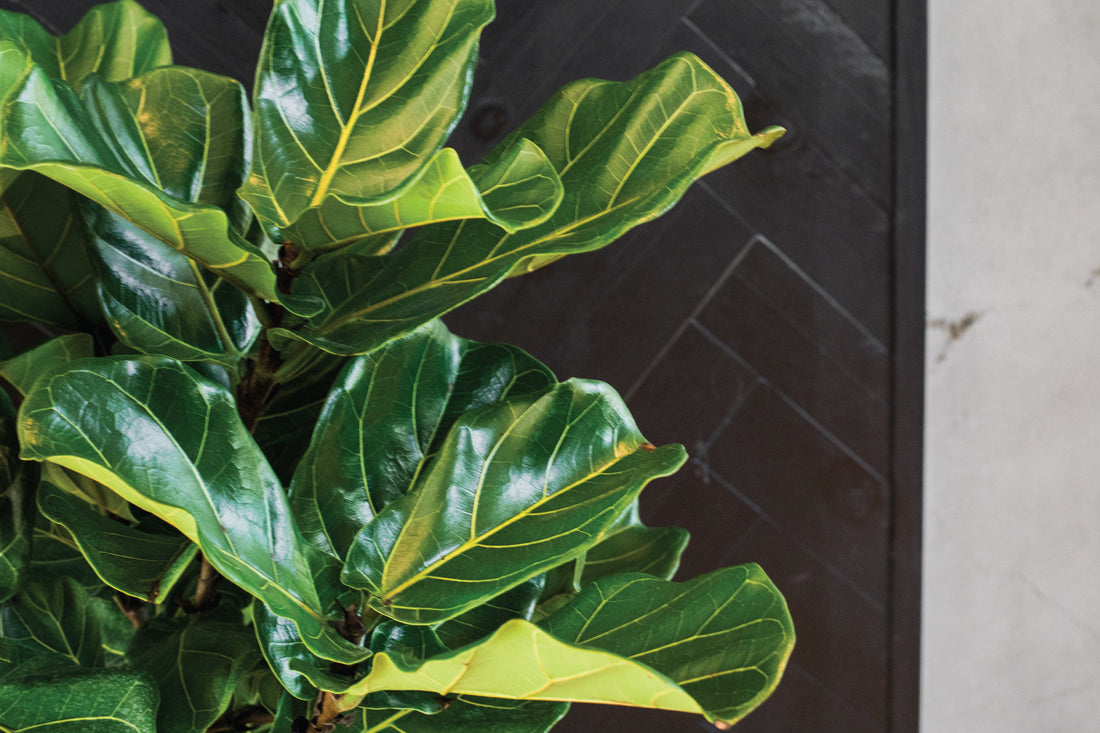 How to Get Your Fiddle-Leaf Fig Tree to Fall in Love With You