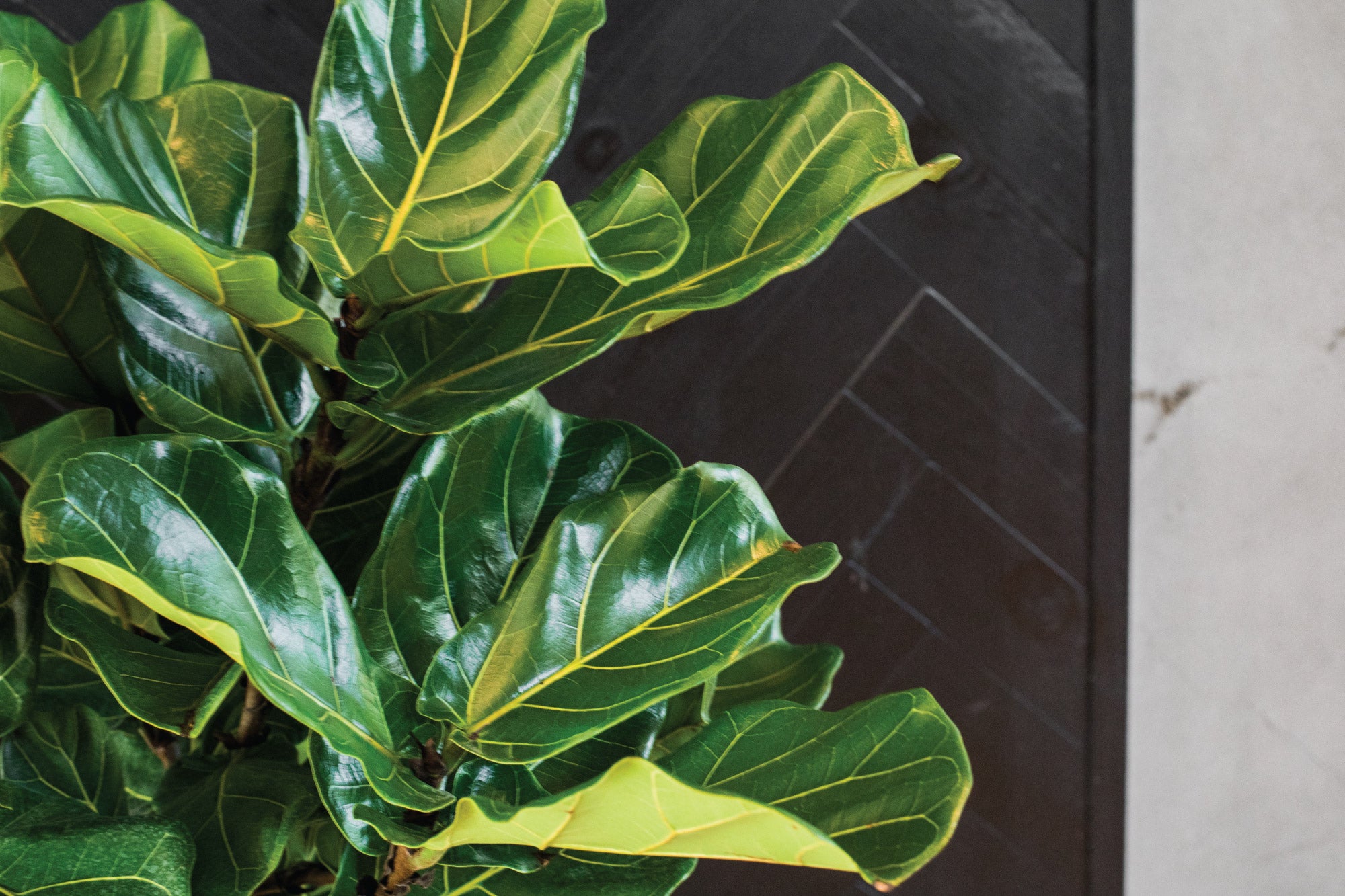 Fiddle Leaf Fig Care: Getting Your Tree to Fall in Love With You