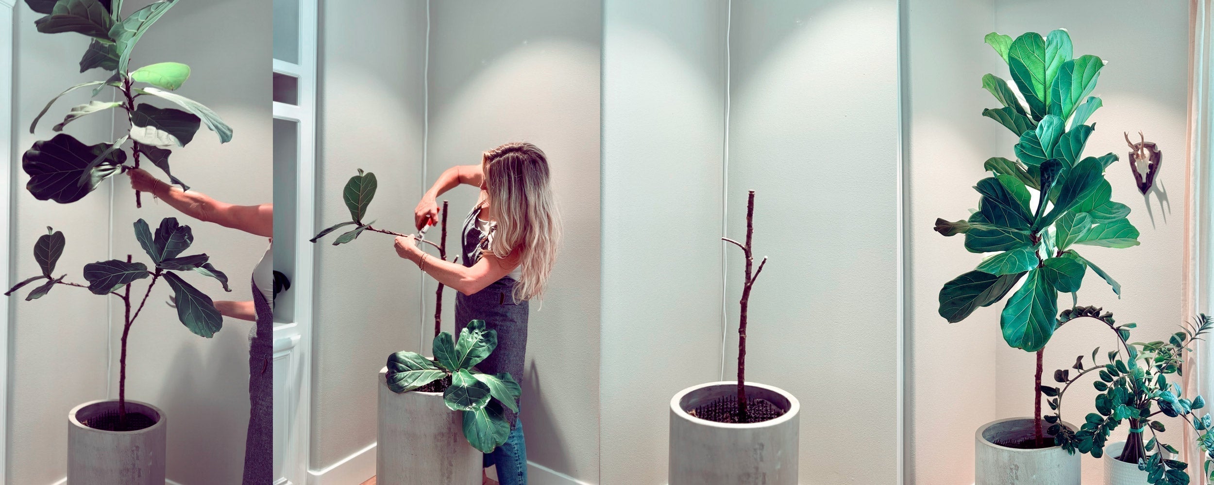 how to prune a fiddle leaf fig tree