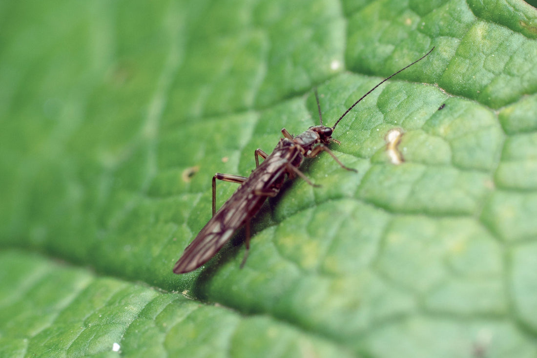 How to Treat Thrips on Houseplants with Big Leaf Energy® Neem-Based Plant Wash