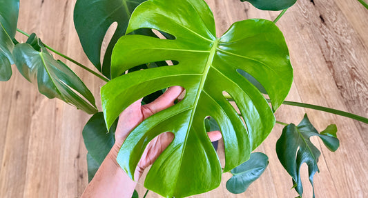 A photo of a healthy houseplant with leaf shine
