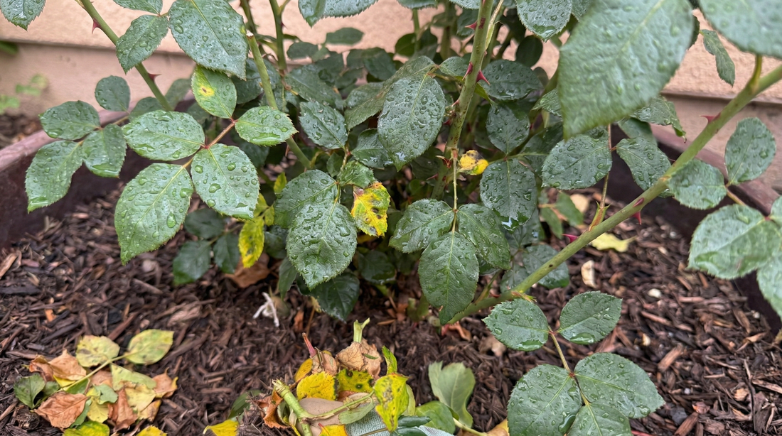 organic rose care black spot aphids