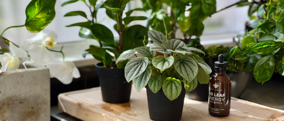 Top 5 plant care tips for thriving indoor gardens