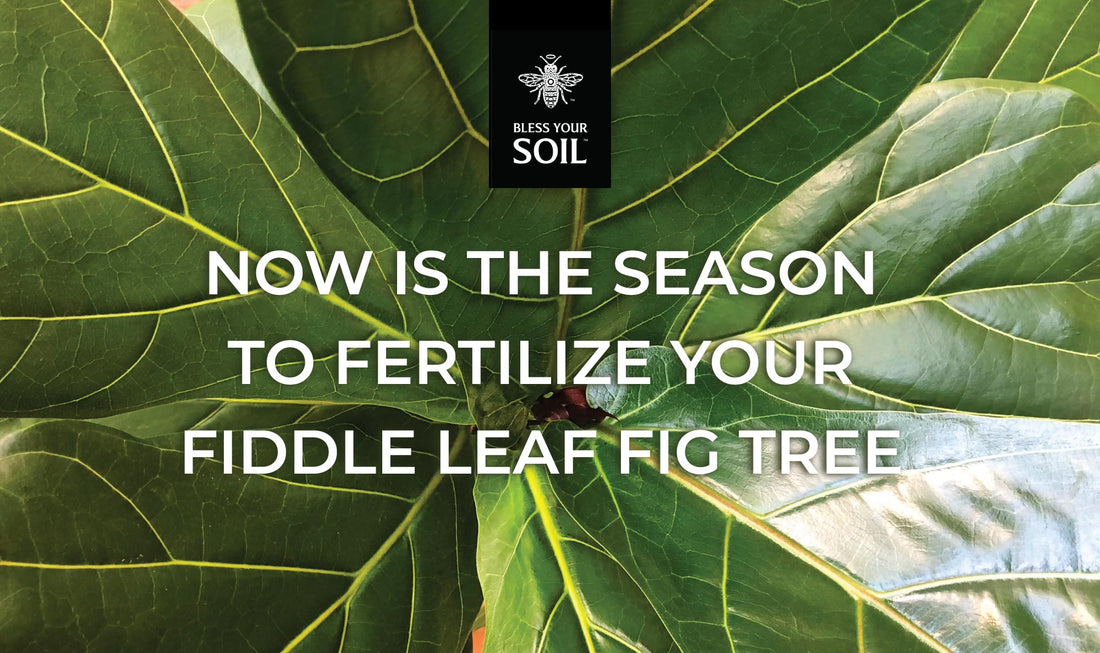 Now is the season to fertilize your fiddle leaf fig tree