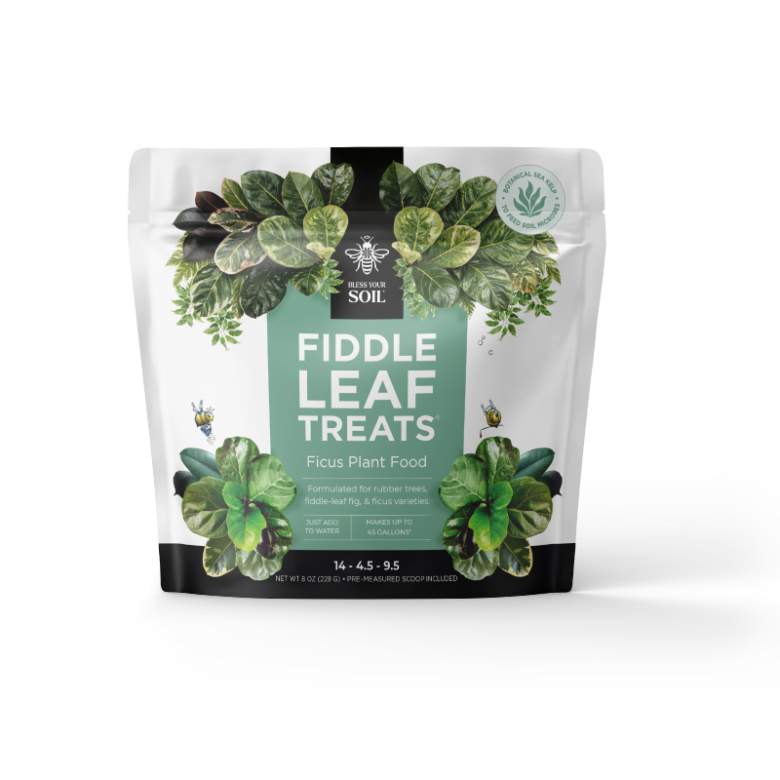 fiddle leaf fig plant food