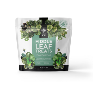 fiddle leaf fig plant food