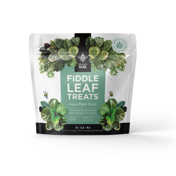 fiddle leaf fig plant food