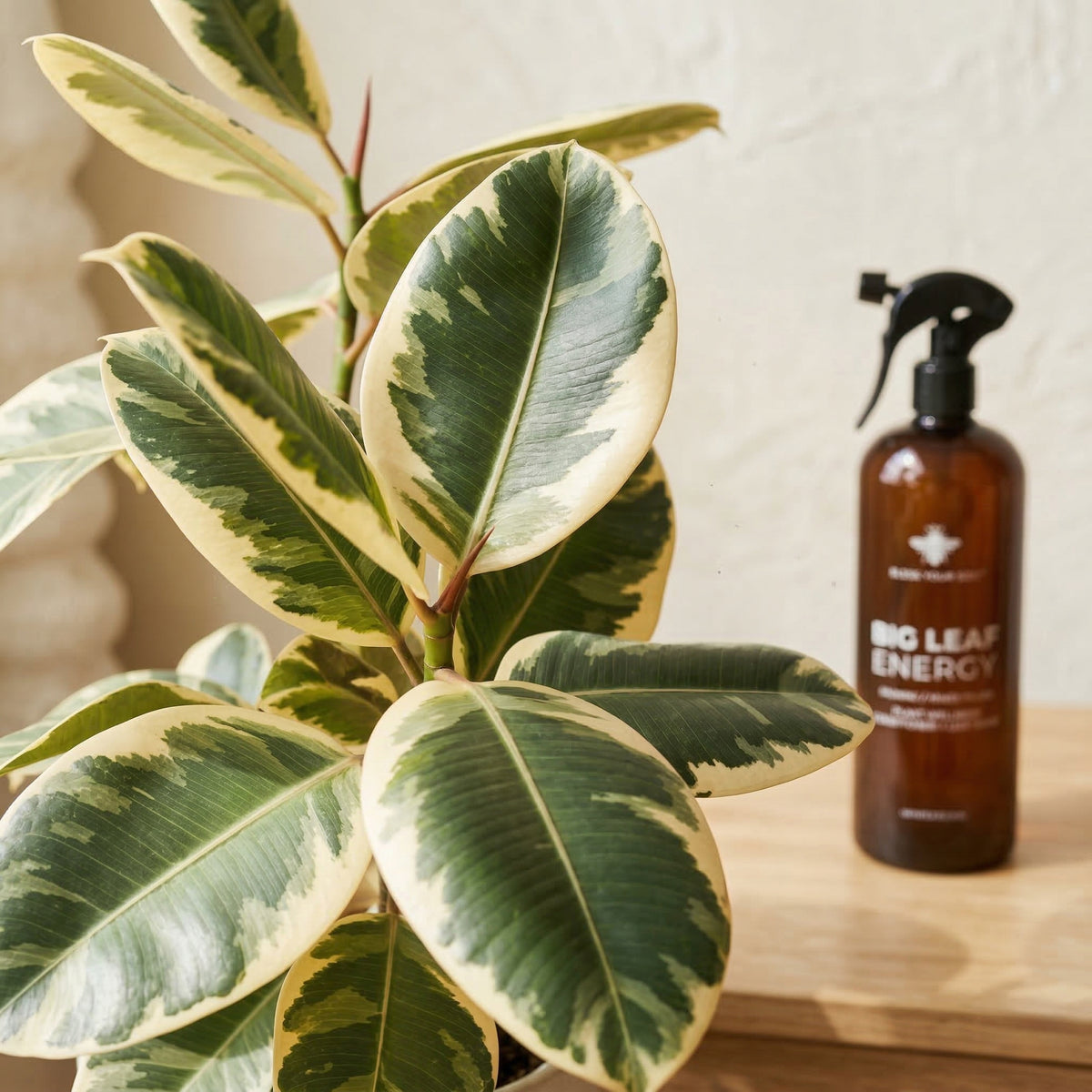 neem oil spray for plants
