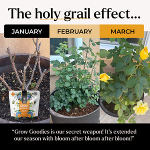 all purpose plant food