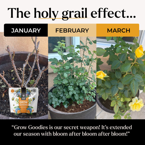 all purpose plant food