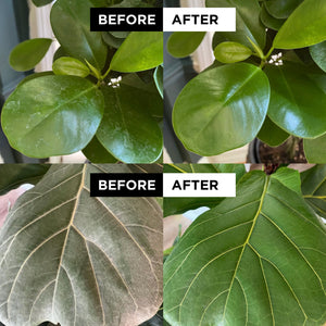 fiddle leaf fig neem oil Big Leaf Energy® : Neem Oil Spray for Plants