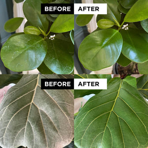 before and after neem oil spray