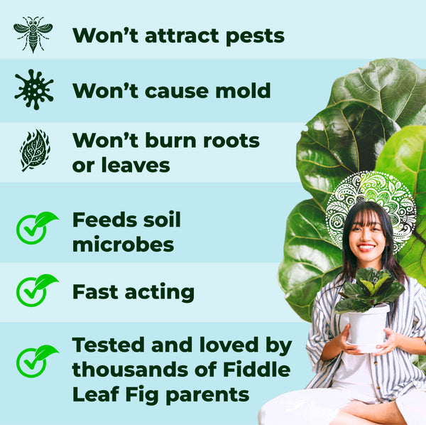 fiddle leaf fig fertilizer 3-1-2 Fiddle Leaf Fig Plant Food : Fiddle Leaf Treats® Fertilizer
