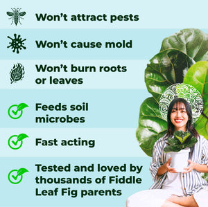 best fertilizer for fiddle leaf fig