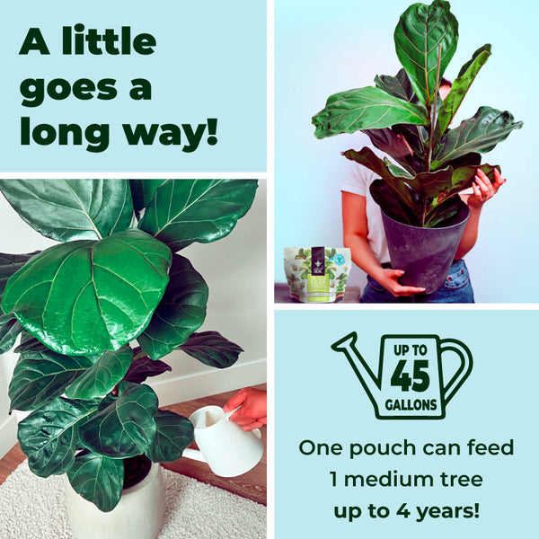 best fiddle leaf fig fertilizer