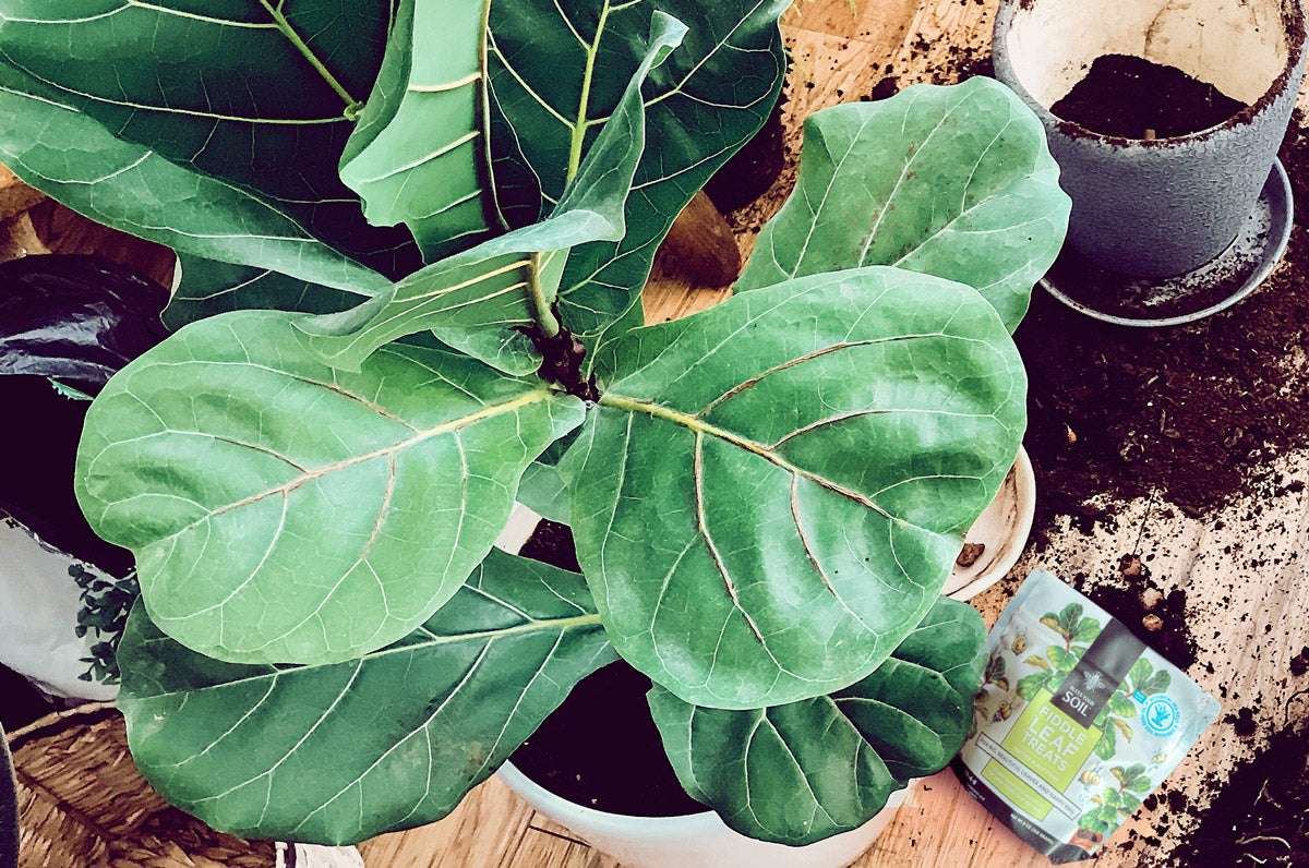 best fertilizer for fiddle leaf fig