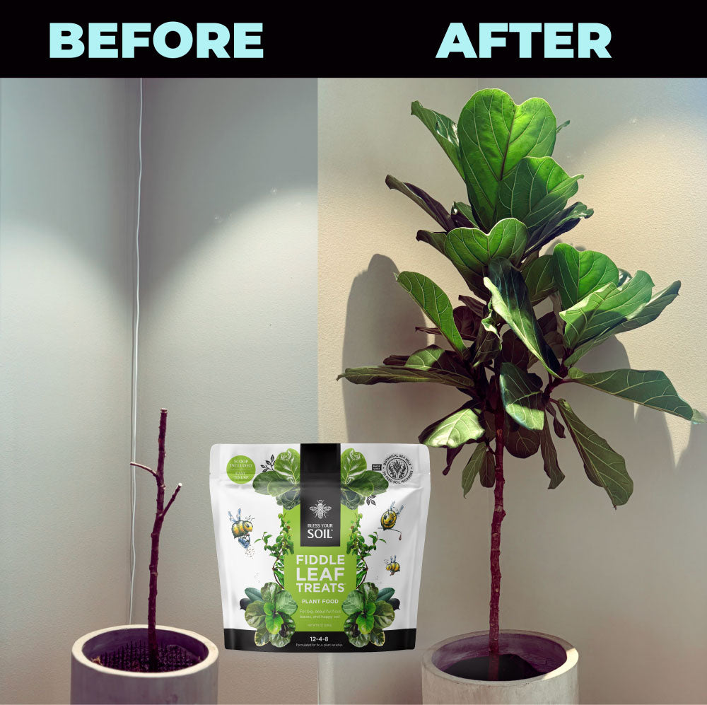 fiddle leaf fig care soil Fiddle Leaf Fig Plant Food : Fiddle Leaf Treats Fertilizer