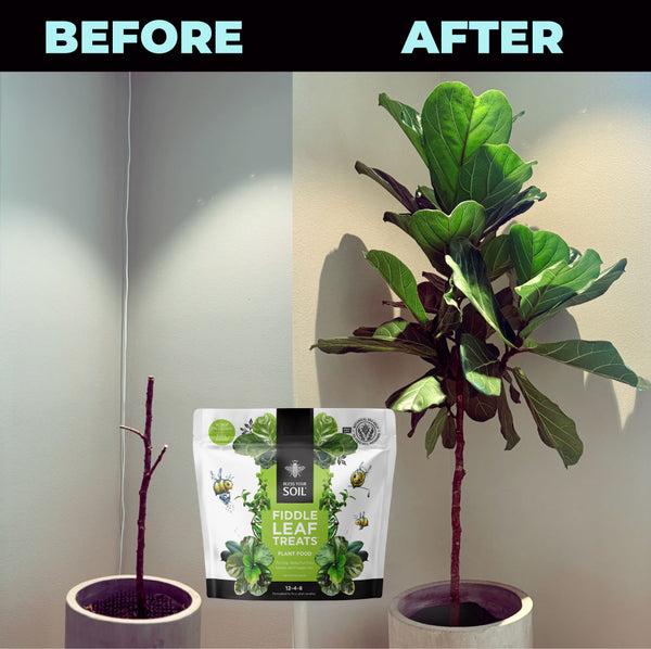 best fiddle leaf fig plant food
