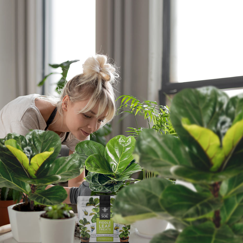 best plant foods for houseplants