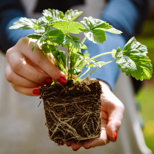 big leaf energy plant benefits