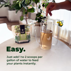 easy house plant food