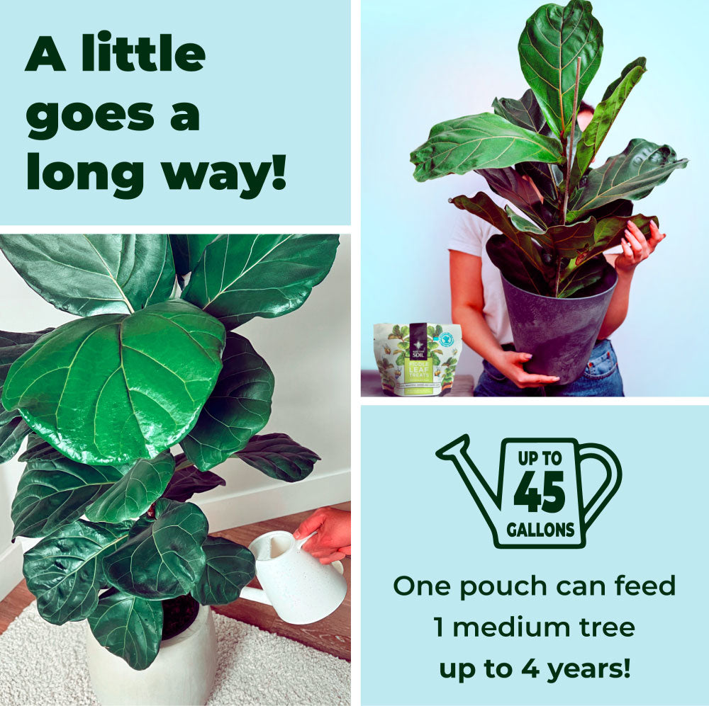 soil for fiddle leaf fig Fiddle Leaf Fig Plant Food : Fiddle Leaf Treats Fertilizer