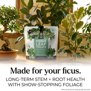 ficus plant food