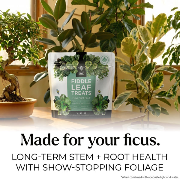 ficus plant food