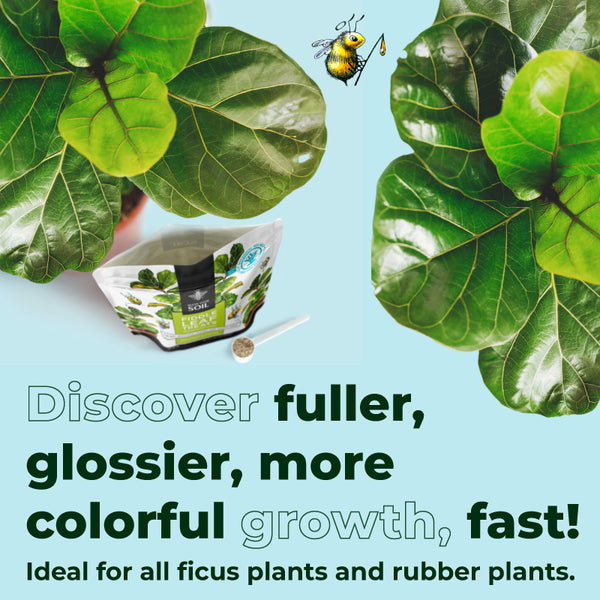 fiddle leaf fertilizer