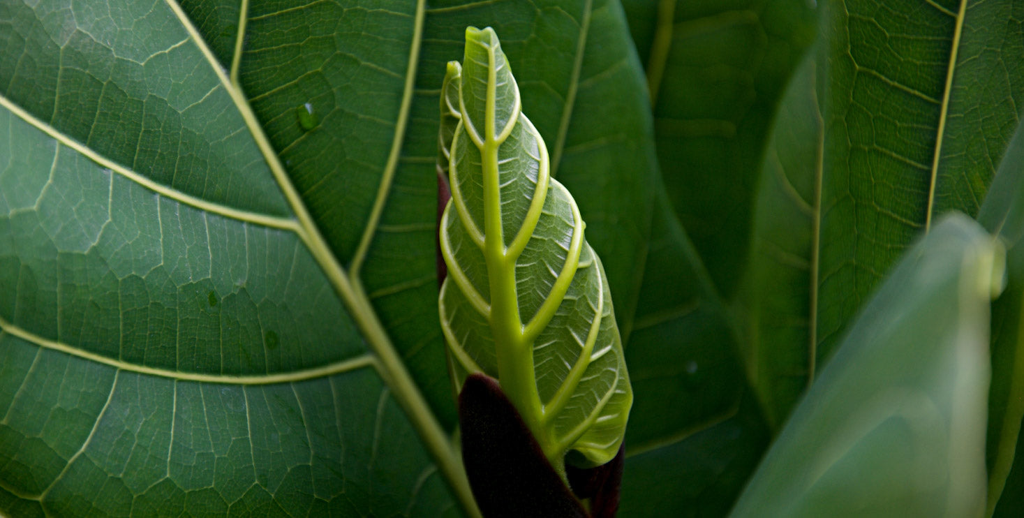 fiddle leaf fig plant care kit